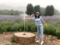 -北京东方普罗旺斯薰衣草庄园
