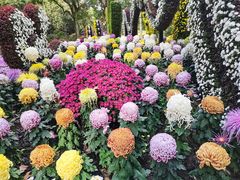 -上海共青森林公园