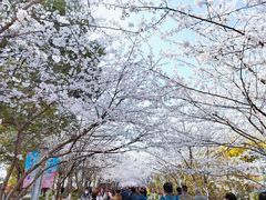 -高东镇樱花园