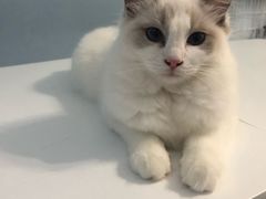 -喵的天空名猫咖啡馆·撸猫·猫舍·用品