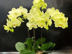 -双季花艺园艺市场(浦东店)