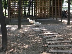 -田园东方蜜桃村的田野营地