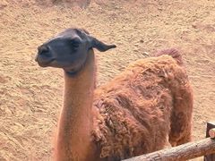 -石家庄市动物园