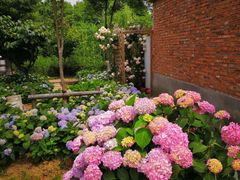 -洪湖湿地生态园