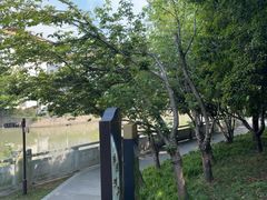 -嘉定紫藤园