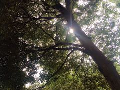 -重庆市江北嘴中央商务区中央公园