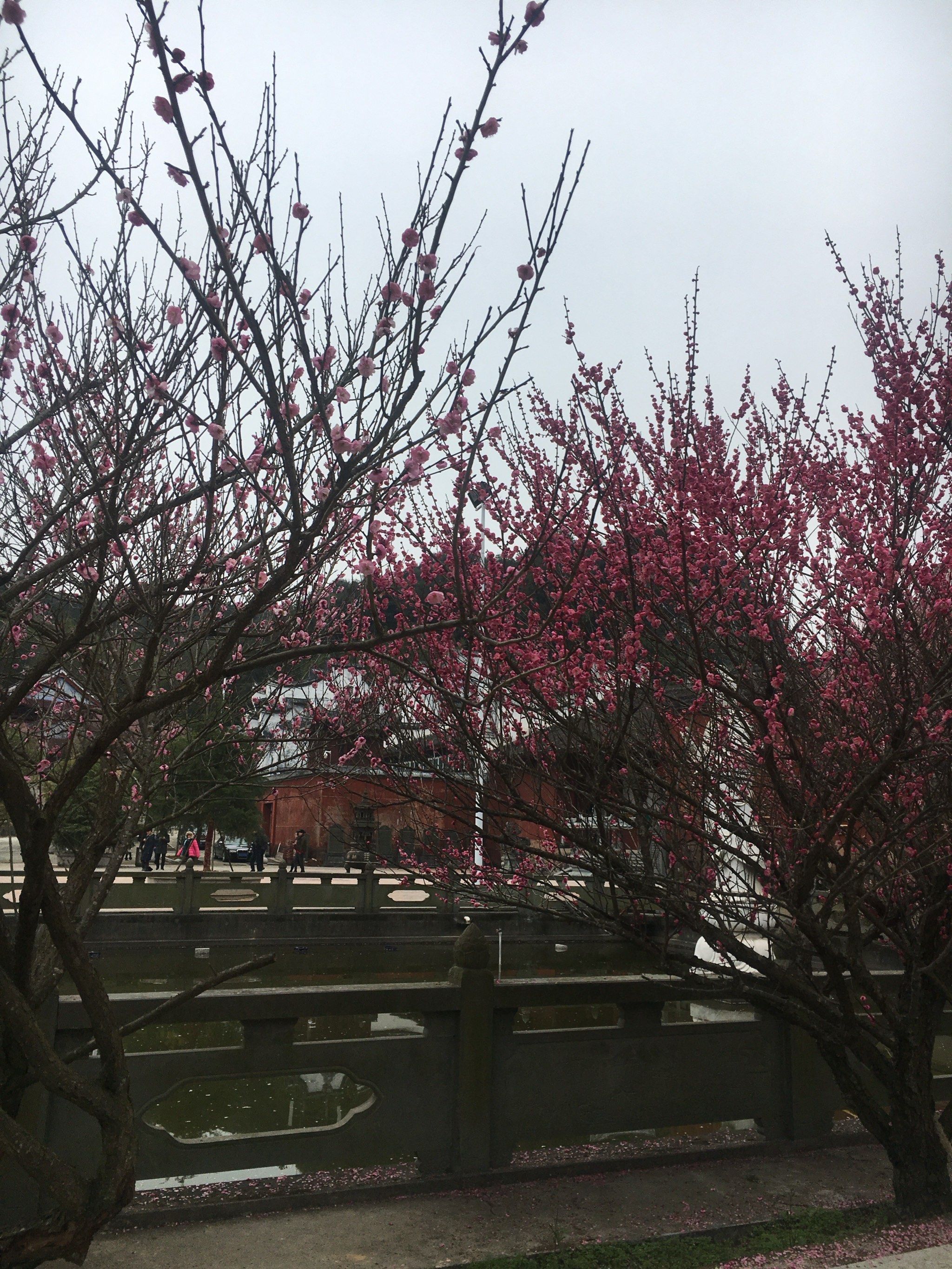 林阳寺梅花