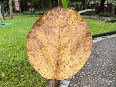 -瑞丽独树成林风景区