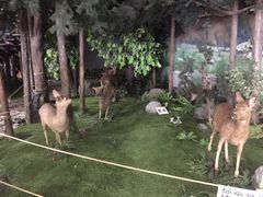 -吉林省自然博物馆