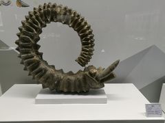 -贝壳王国博物馆