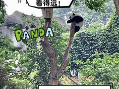 -成都大熊猫繁育研究基地
