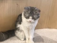 -飞行喵MR PILOT|猫舍·猫咖(静安大融城店)