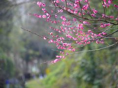 -重庆彩云湖湿地公园