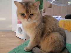 -COLOR PETS 撸猫馆·购猫·猫咖(长风大悦城店)