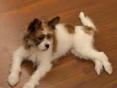 -帕帕拉兹宠物(亚洲旗舰店)