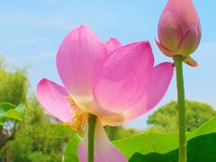 -无锡蠡湖国家湿地公园-蠡园