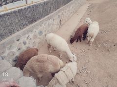 -石家庄市动物园