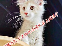 -十年猫舍·猫咪专门店(普陀店)