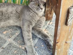 -猫岛主趣味餐厅(鼓浪屿店)
