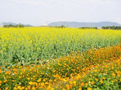 -光明小镇欢乐田园