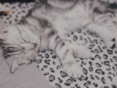 -康乐宝动物医院