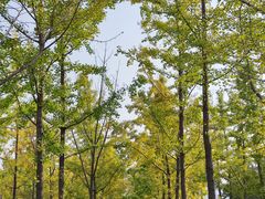 -汉长安城未央宫国家考古遗址公园