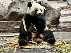 -广州长隆野生动物世界