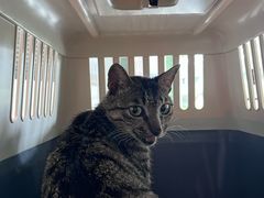 -御宝贝·A梦猫科宠物医院(国际猫友好医院)