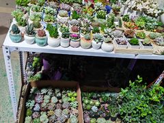 -开口笑·精选水饺