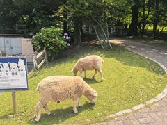 -神户市立六甲山牧场