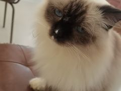 -共舞时光猫咖·狗咖(新街口店)
