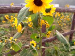 -北京东方普罗旺斯薰衣草庄园