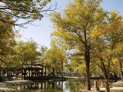 -金塔沙漠胡杨林景区
