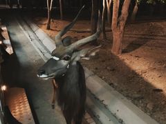 -清迈夜间动物园