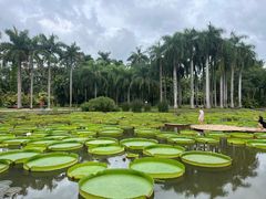 -中国科学院西双版纳热带植物园