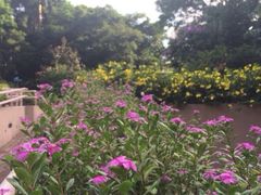 -九龙公园
