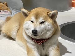 -柴务处·柴犬主题狗咖