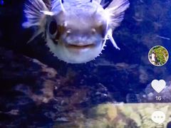 -凯莉-塔尔敦海洋生物水族馆