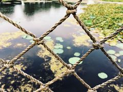 -荷塘月色湿地公园·向阳花洲
