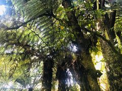 -怀托摩萤火虫洞