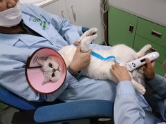 -汪喵宠物医院·骨科心脏影像·犬猫急重症ICU诊疗中心(成华分院)