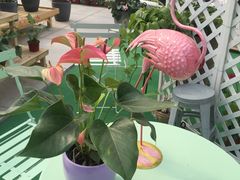 -南通鲜花小镇