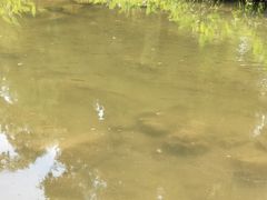 -重庆彩云湖湿地公园