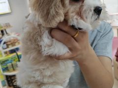 -翊宠yipet猫狗购宠庄园犬舍•猫舍