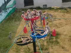 -西霞口神雕山野生动物世界