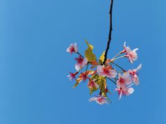 -新江湾城公园