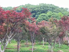 -广州市帽峰山景区