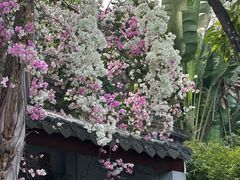 -深圳国际园林花卉博览园