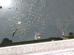 -丁莲芳(红旗路店)