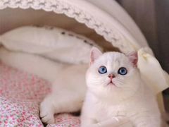 -Bastet sally猫舍购宠(静安店)